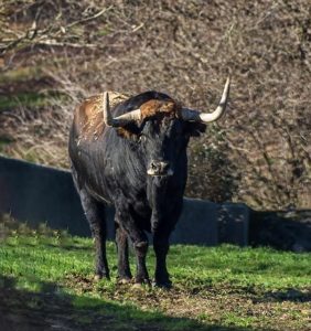Seriedad en los toros de Hnos. García Jiménez para Sanse
