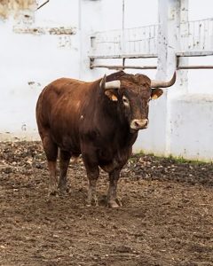 Cuajo en los astados de Ribera de Campocerrado para Sanse