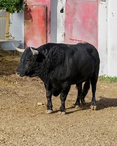 Cuajo en los astados de Ribera de Campocerrado para Sanse