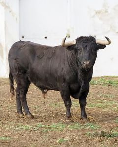 Cuajo en los astados de Ribera de Campocerrado para Sanse