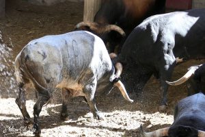 Cómo se realiza el sorteo de una corrida de toros