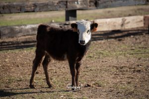 La singular ganadería de Caras Blancas de Carpio