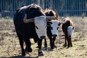 La singular ganadería de Caras Blancas de Carpio