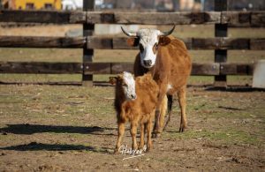 La singular ganadería de Caras Blancas de Carpio