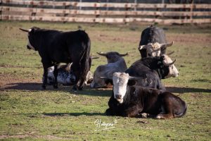 La singular ganadería de Caras Blancas de Carpio