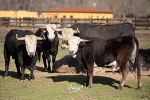 La singular ganadería de Caras Blancas de Carpio