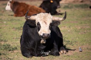 La singular ganadería de Caras Blancas de Carpio