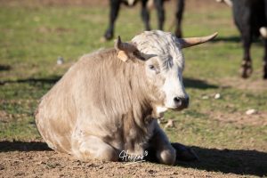 La singular ganadería de Caras Blancas de Carpio