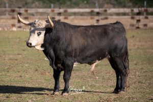 La singular ganadería de Caras Blancas de Carpio