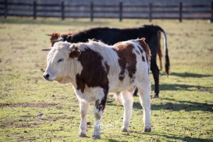 La singular ganadería de Caras Blancas de Carpio