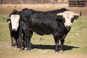 La singular ganadería de Caras Blancas de Carpio