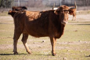 La singular ganadería de Caras Blancas de Carpio