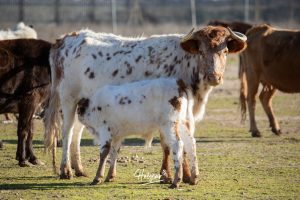 La singular ganadería de Caras Blancas de Carpio