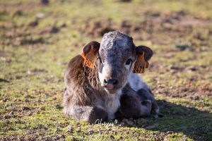 La singular ganadería de Caras Blancas de Carpio