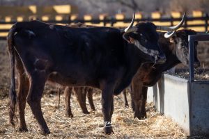 La singular ganadería de Caras Blancas de Carpio