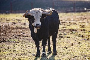 La singular ganadería de Caras Blancas de Carpio