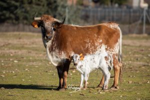 La singular ganadería de Caras Blancas de Carpio