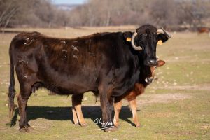 La singular ganadería de Caras Blancas de Carpio