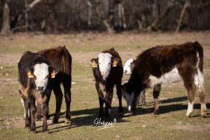 La singular ganadería de Caras Blancas de Carpio