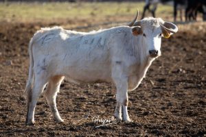 La singular ganadería de Caras Blancas de Carpio