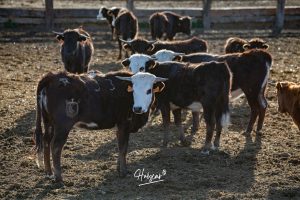 La singular ganadería de Caras Blancas de Carpio