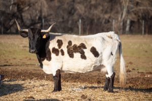 La singular ganadería de Caras Blancas de Carpio