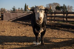 La singular ganadería de Caras Blancas de Carpio