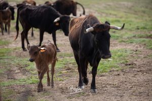 Nos adentramos en la ganadería de San Isidro