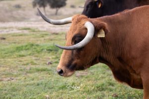 Nos adentramos en la ganadería de San Isidro