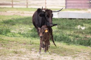 Nos adentramos en la ganadería de San Isidro