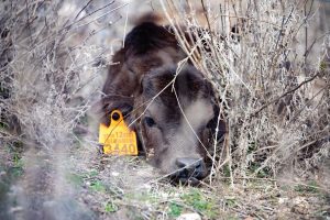 Nos adentramos en la ganadería de San Isidro