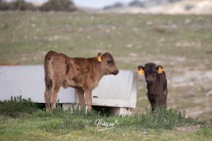 Nos adentramos en la ganadería de San Isidro