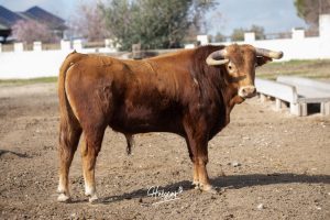 Nos adentramos en la ganadería de San Isidro
