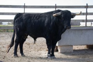Nos adentramos en la ganadería de San Isidro