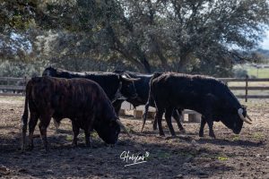 Nos adentramos en la ganadería de San Isidro