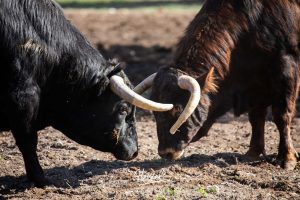 Nos adentramos en la ganadería de San Isidro