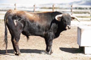 Nos adentramos en la ganadería de San Isidro