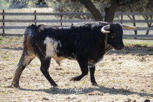 Nos adentramos en la ganadería de San Isidro