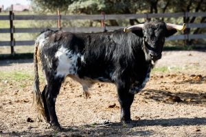 Nos adentramos en la ganadería de San Isidro