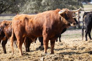 Nos adentramos en la ganadería de San Isidro