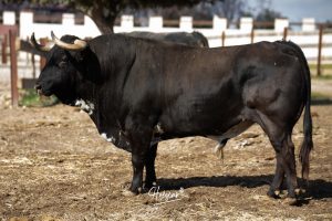Nos adentramos en la ganadería de San Isidro