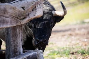 Nos adentramos en la ganadería de San Isidro