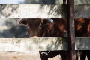 Nos adentramos en la ganadería de San Isidro