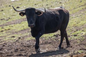Nos adentramos en la ganadería de San Isidro