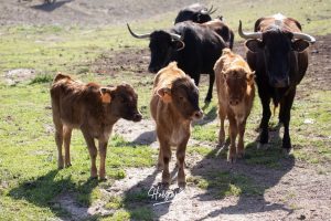 Nos adentramos en la ganadería de San Isidro
