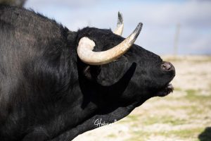 Nos adentramos en la ganadería de San Isidro