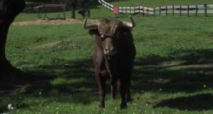 Desencajonamiento de los toros y visita a los corrales en Écija
