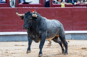 La Quinta no lidiará en la Maestranza de Sevilla este año