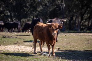 Hoy visitamos la ganadería de El Retamar