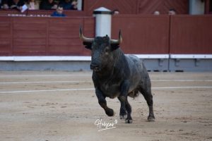 Damián Castaño, herido, destaca en Las Ventas